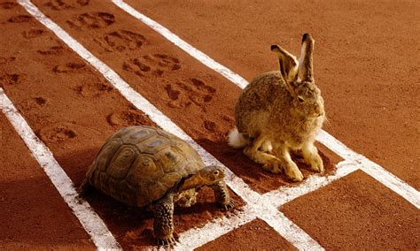  The Battle Between Tortoise and Hare! An Exploration of Speed, Deception, and African Wisdom.